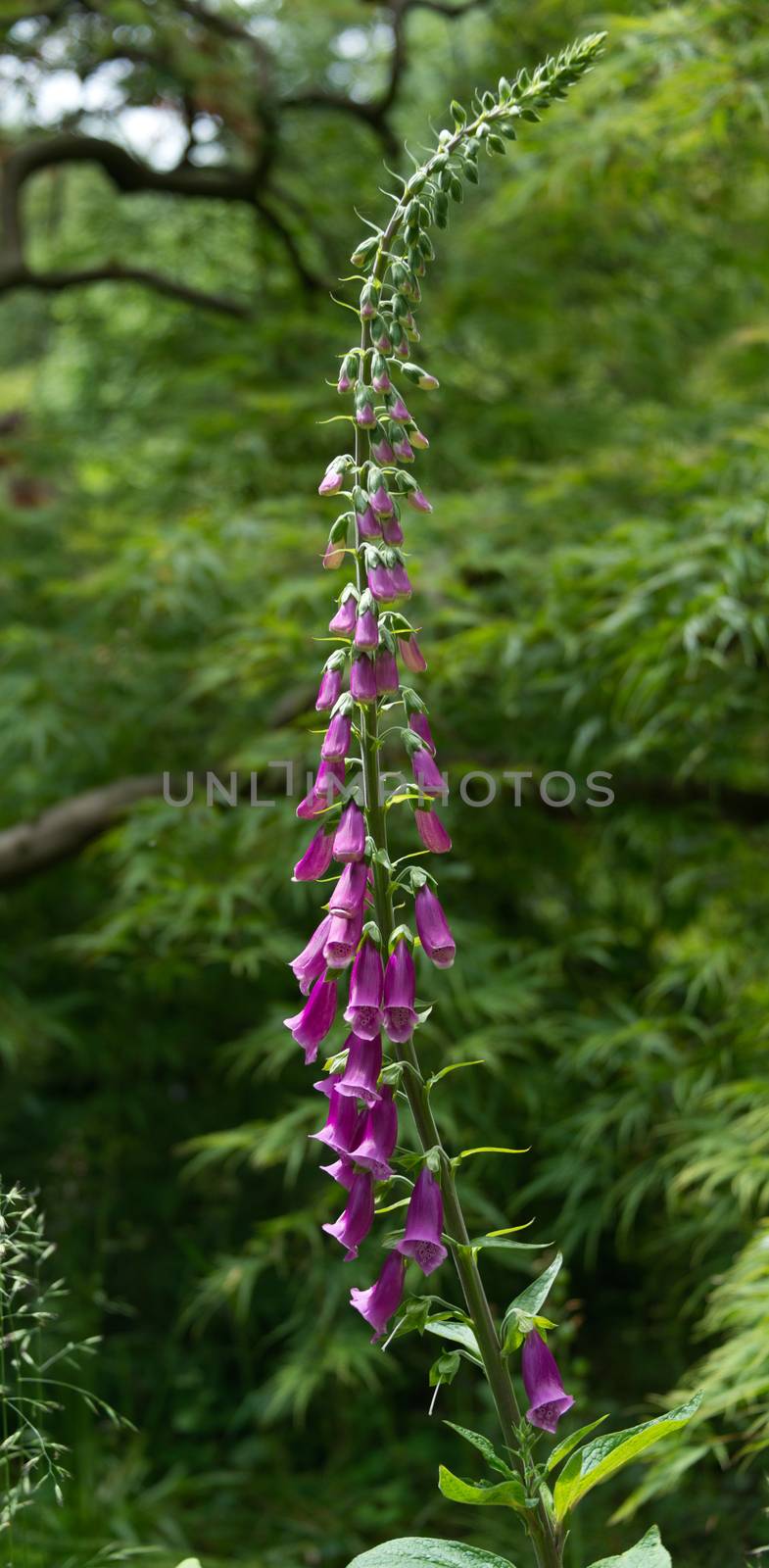 Foxglove (Digitalis purpurea)