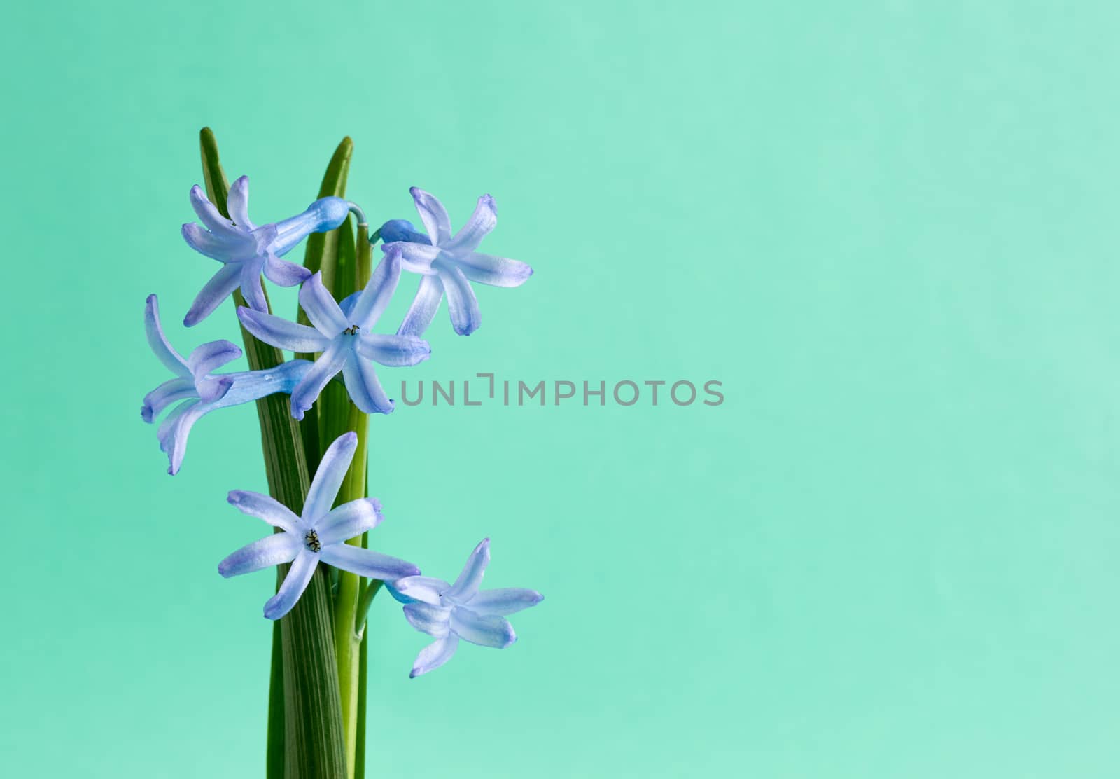 blue oriental hyacinth with a green stem on a light green background, spring flowers, copy space