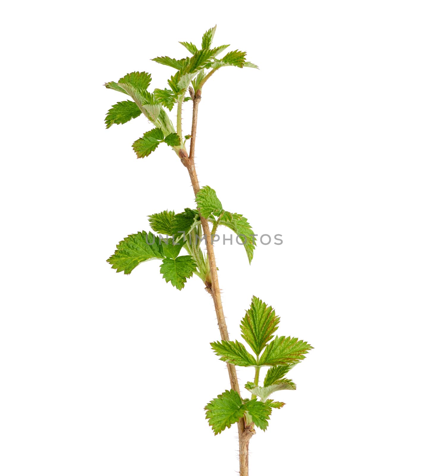 young raspberry sprout with brown branch and green leaves isolated on white background, growing plant