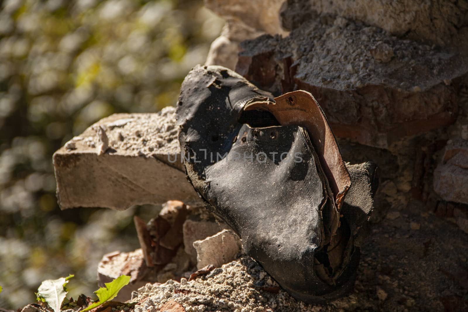 Old shoe abandoned in the woods in the Dolomites in Italy