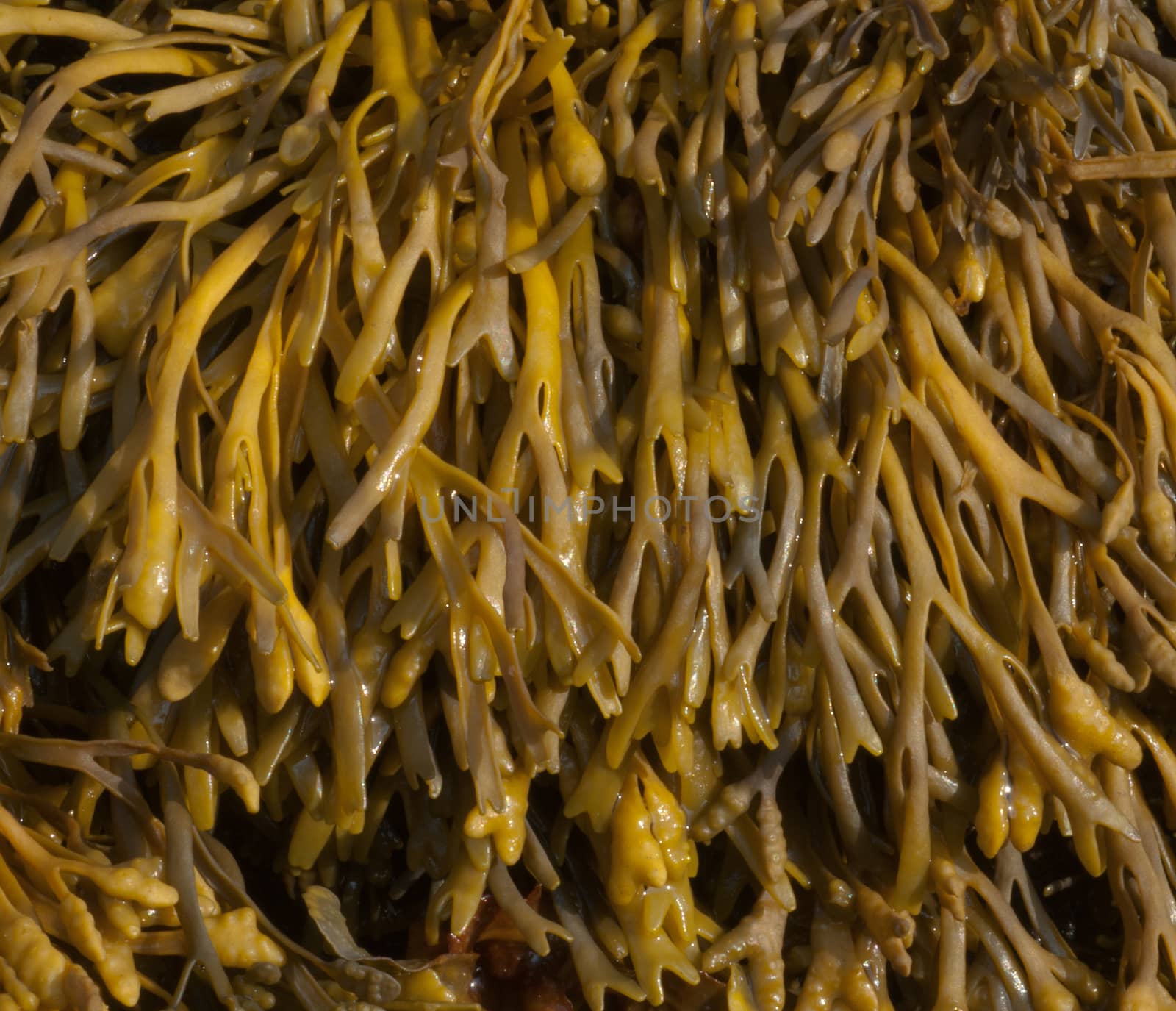 Channel Wrack Seaweed (Pelvetia canaliculata) Brown algae photographed on West coast of Scotland