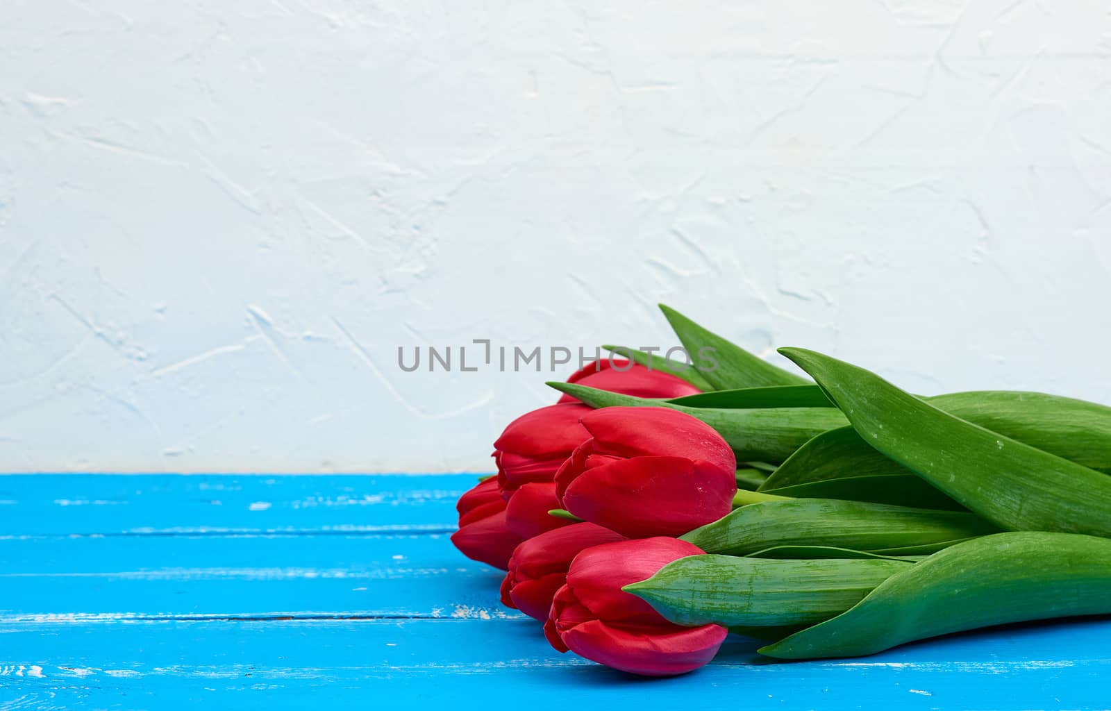 bouquet of red blooming tulips with green stems and leaves, flowers lie on a blue wooden background, copy space