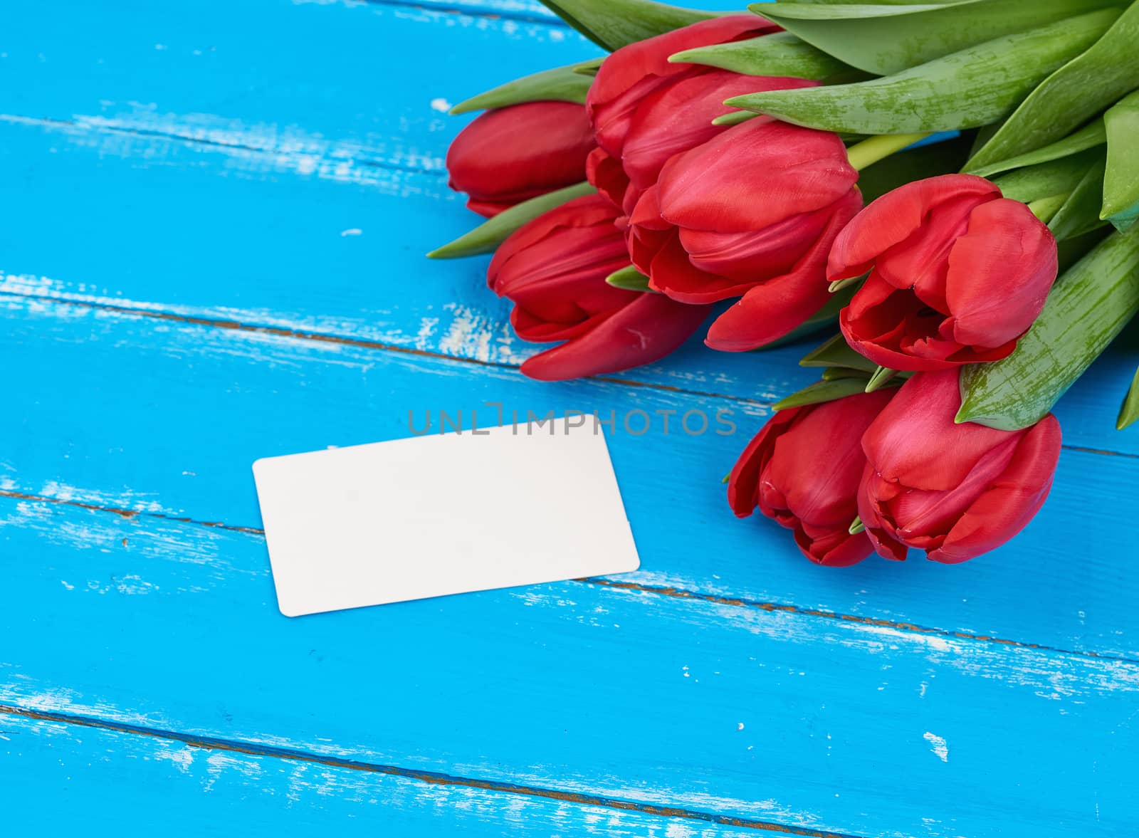 bouquet of red blooming tulips with green stems and leaves, flowers lie on a blue wooden background, and white blank paper business card, copy space