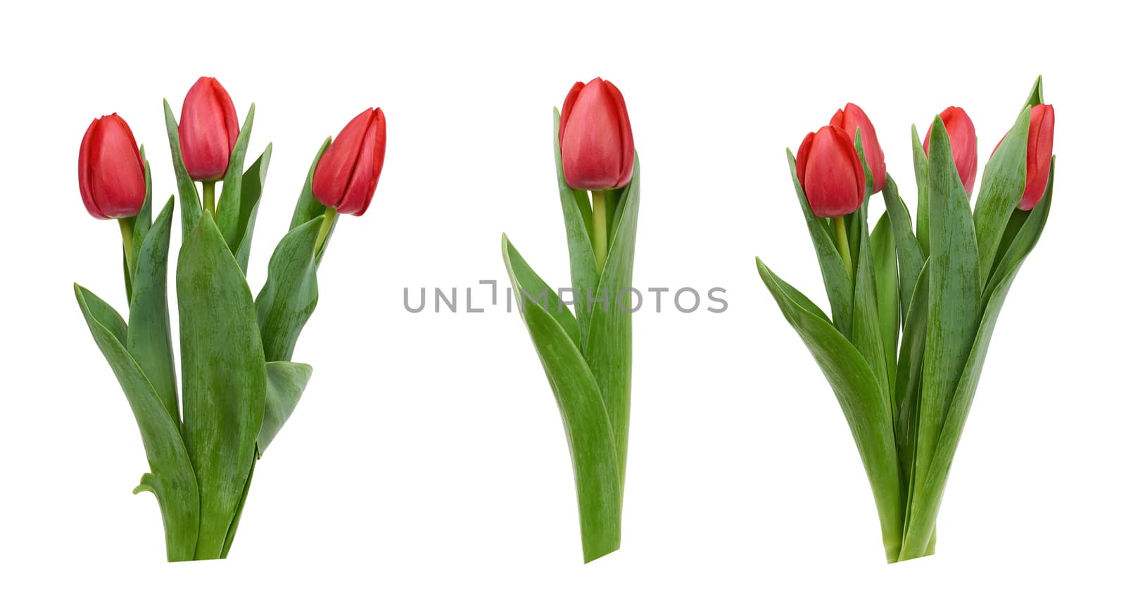 blooming red tulips with green leaves and stem isolated on white background, spring flowers, element for designer, set