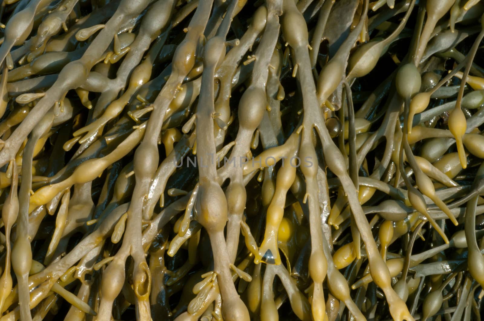 Egg Wrack or Knotted Wrack Seaweed (Ascophylum nodosum) Photographed on the West coast of Scotland
