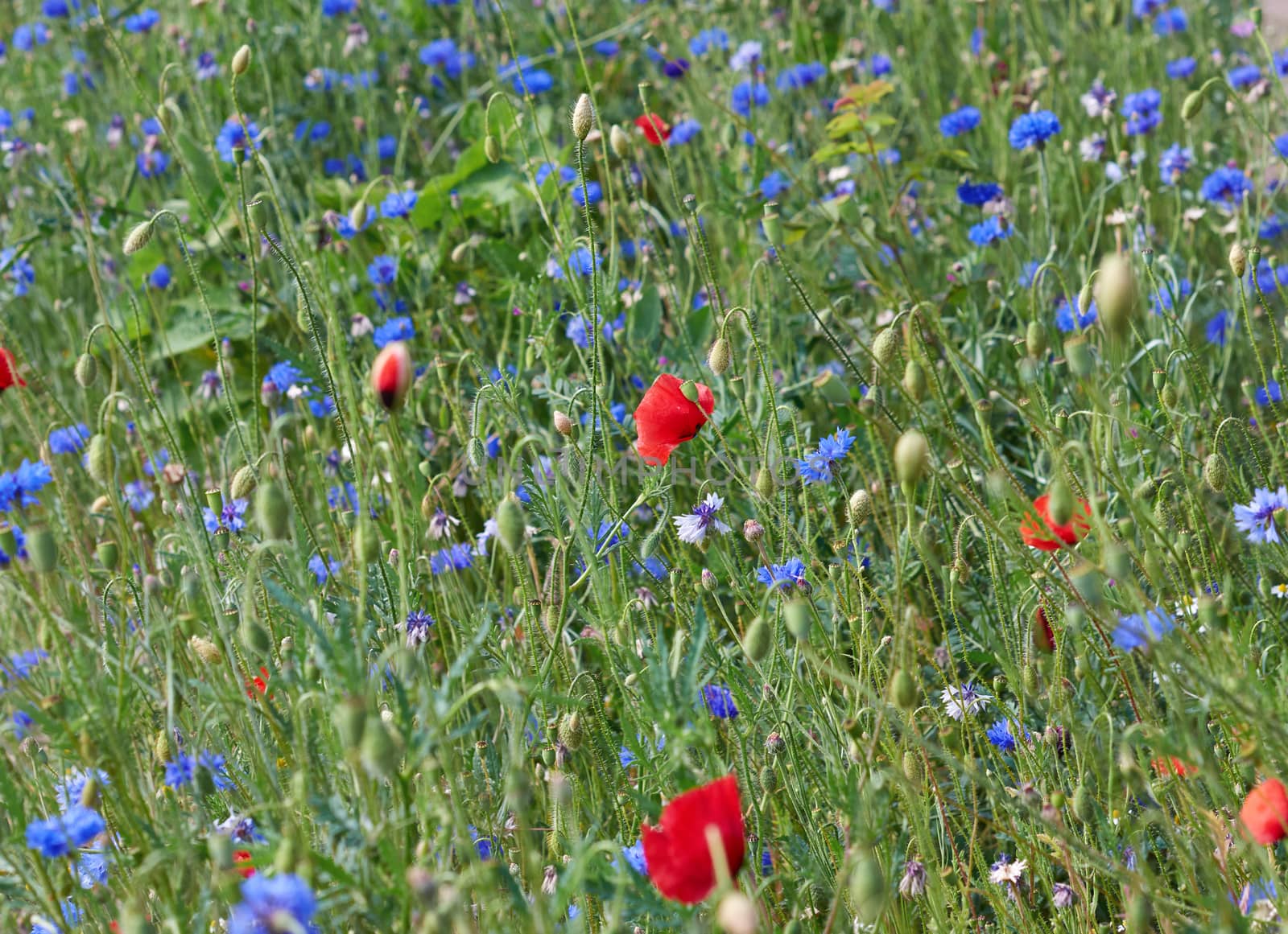 field with blue cornflowers and red blooming poppies and green leaves on a spring day