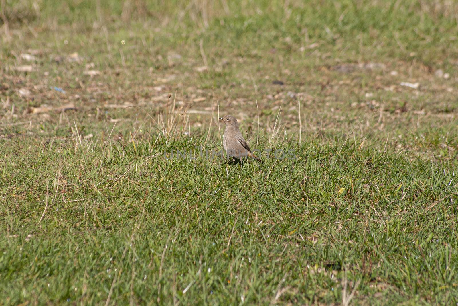 Little bird in the grass in a park in the dolomites