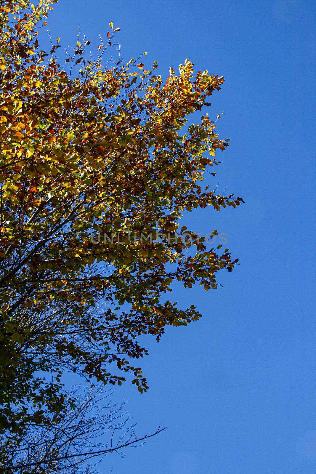 Tree in autumn detail with yellow leaves under a blue sky