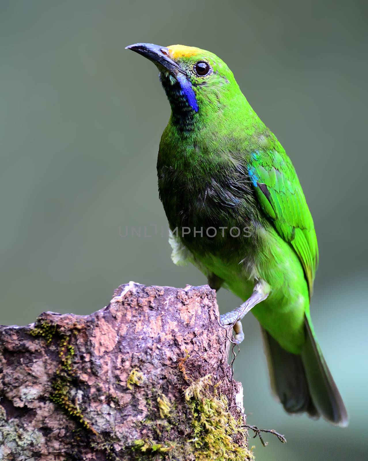 Golden-fronted leafbird by rkbalaji