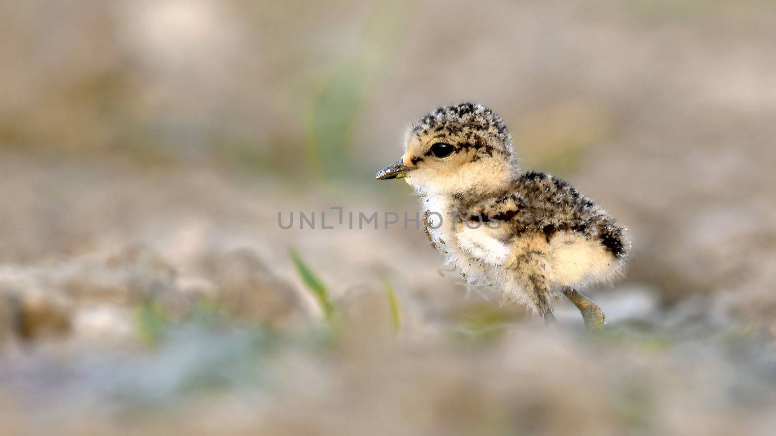The Kentish plover is a small cosmopolitan shorebird of the family Charadriidae that breeds on the shores of saline lakes, lagoons, and coasts, populating sand dunes, marshes, semi-arid desert, and tundra.