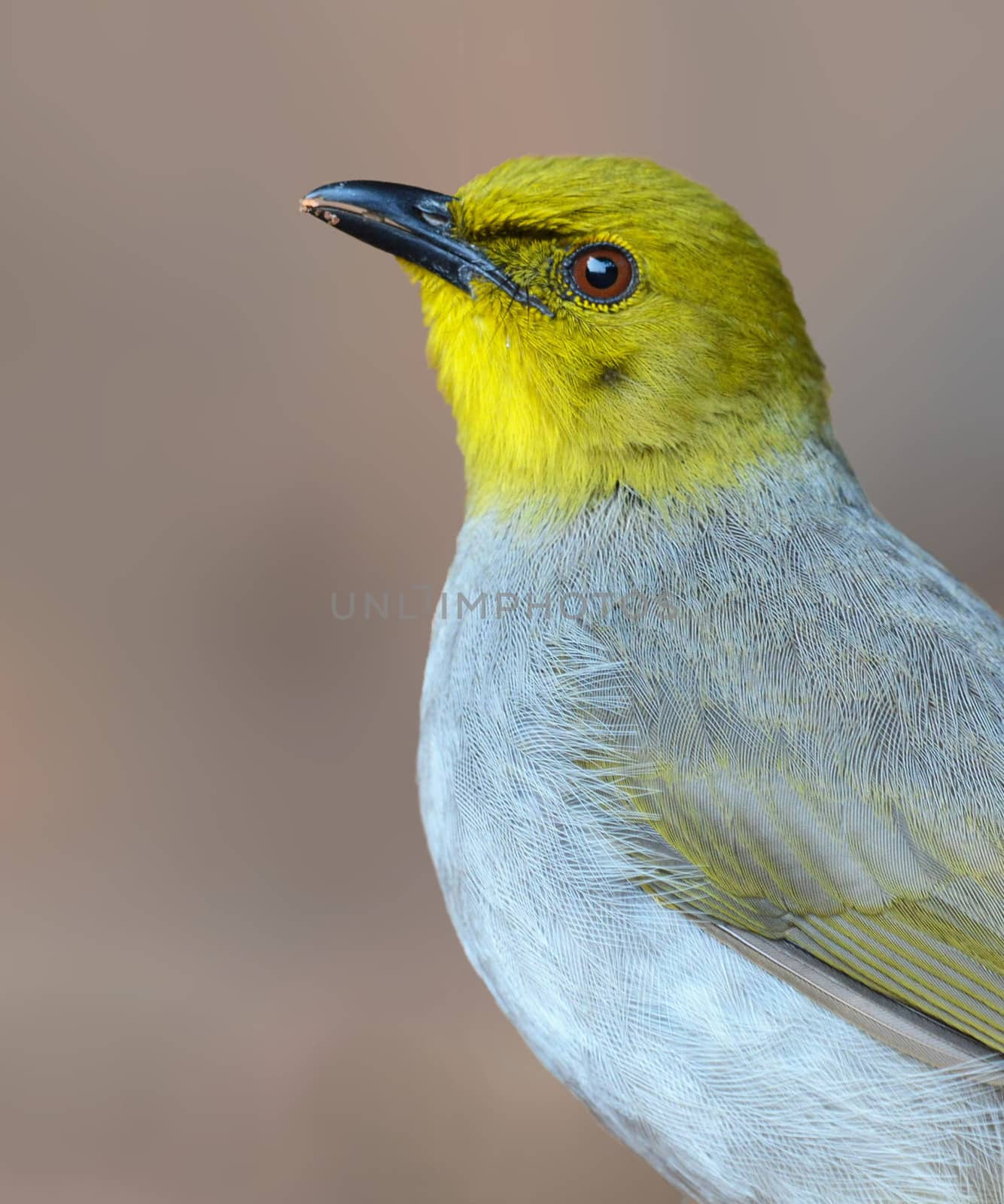 The Yellow-throated bulbul bird is a species of songbird. It is endemic to southern peninsular India.