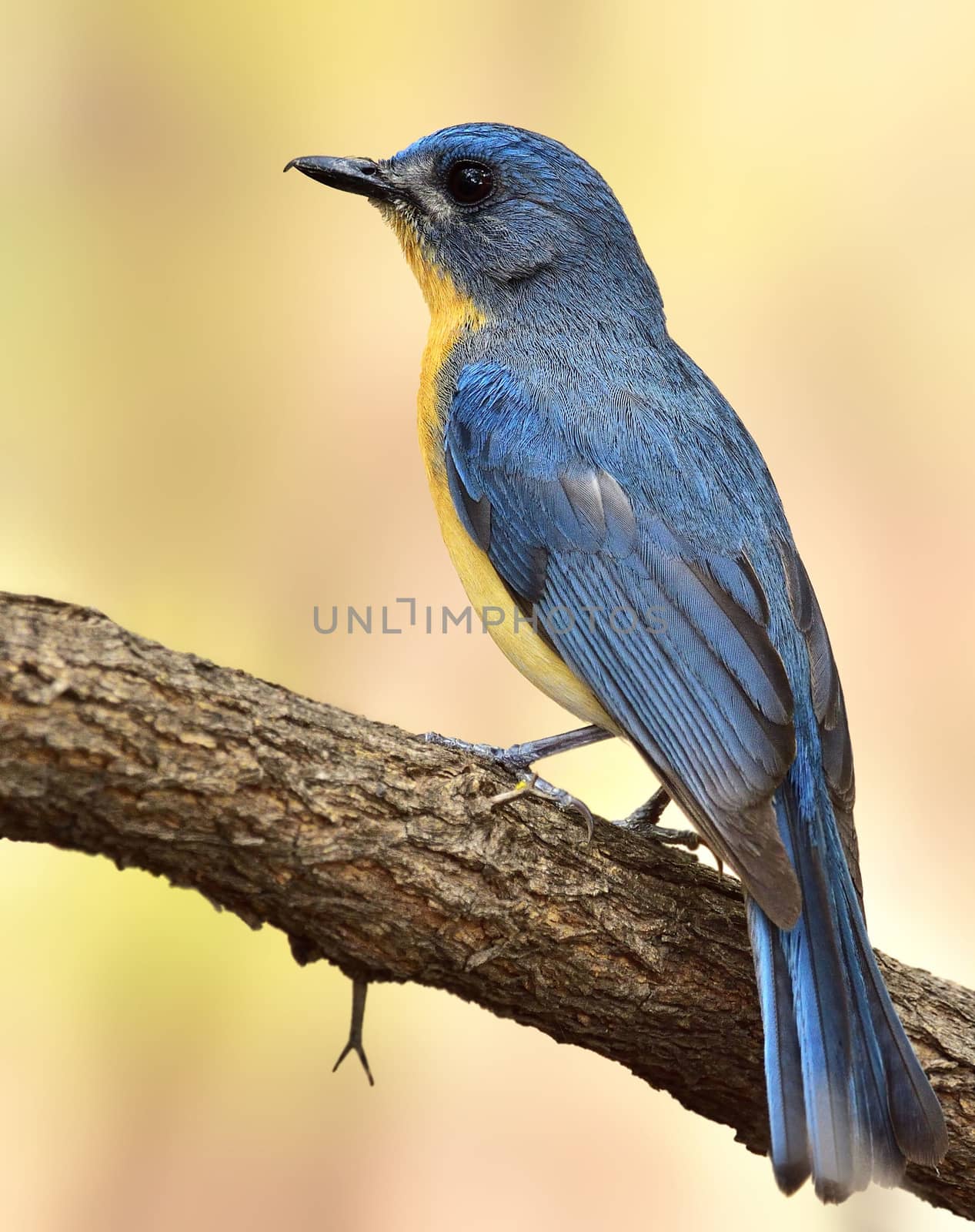 Tickell's blue flycatcher by rkbalaji