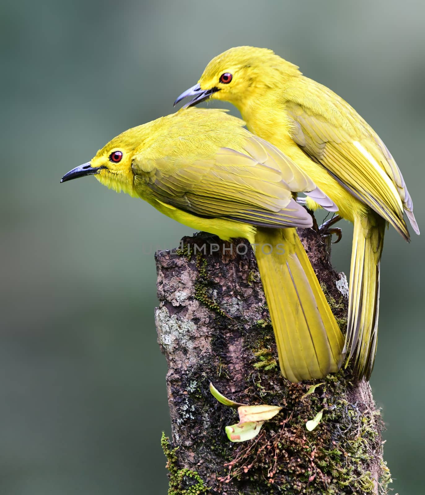 The yellow-browed bulbul, or golden-browed bulbul, is a species of songbird in the bulbul family, Pycnonotidae. It is found in the forests of southern India and Sri Lanka.