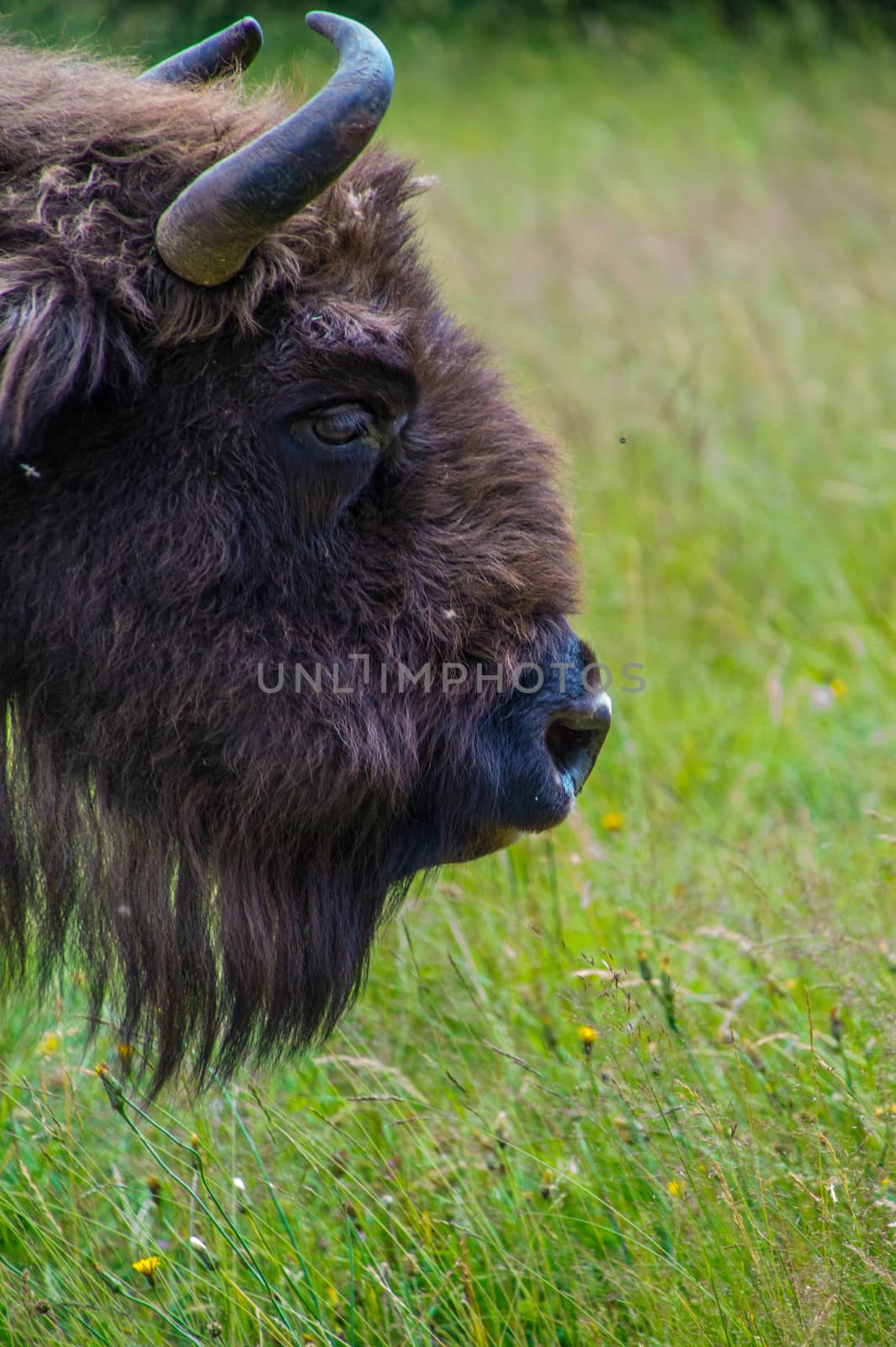 herd of margueride bison