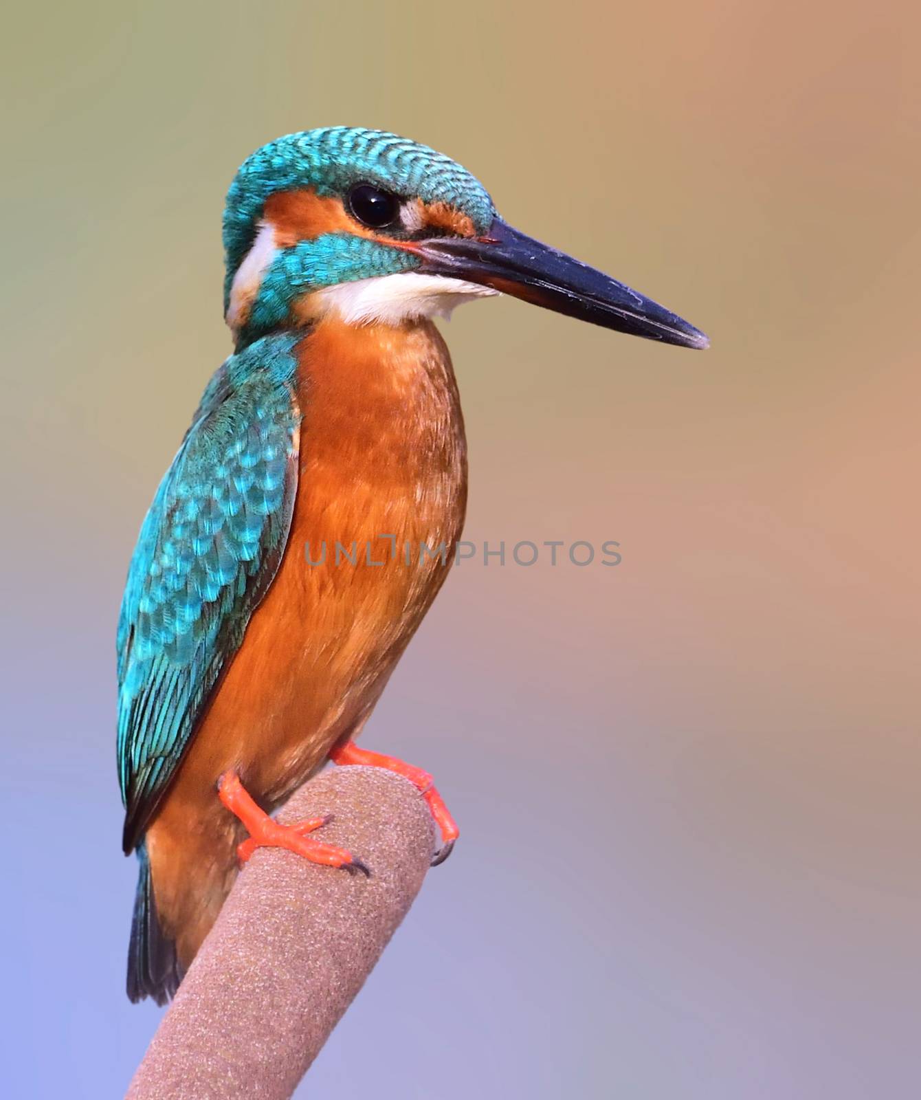 Common kingfisher by rkbalaji