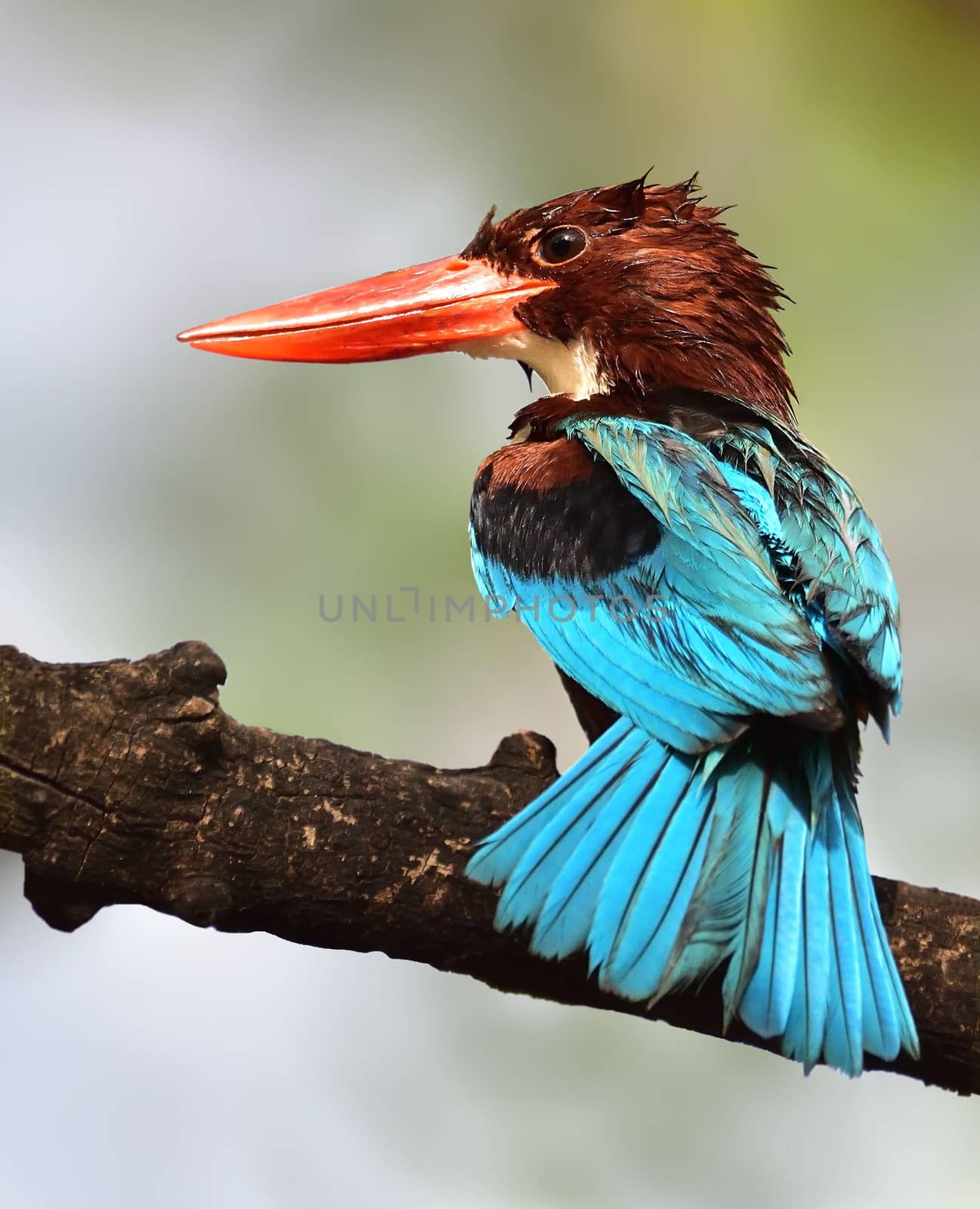 The white-throated kingfisher also known as the white-breasted kingfisher is a tree kingfisher, widely distributed in Asia.