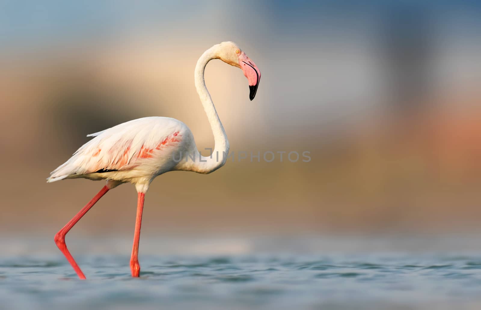These famous pink birds can be found in warm, watery regions on many continents. They favor environments like estuaries and saline or alkaline lakes.