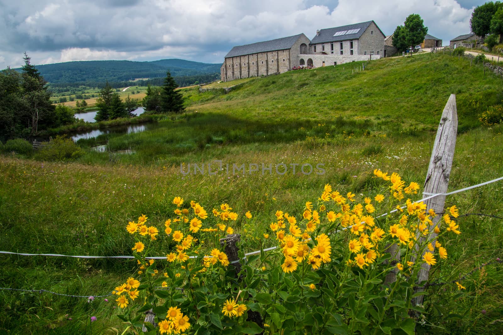 field of the wild in high Loire in Auvergne