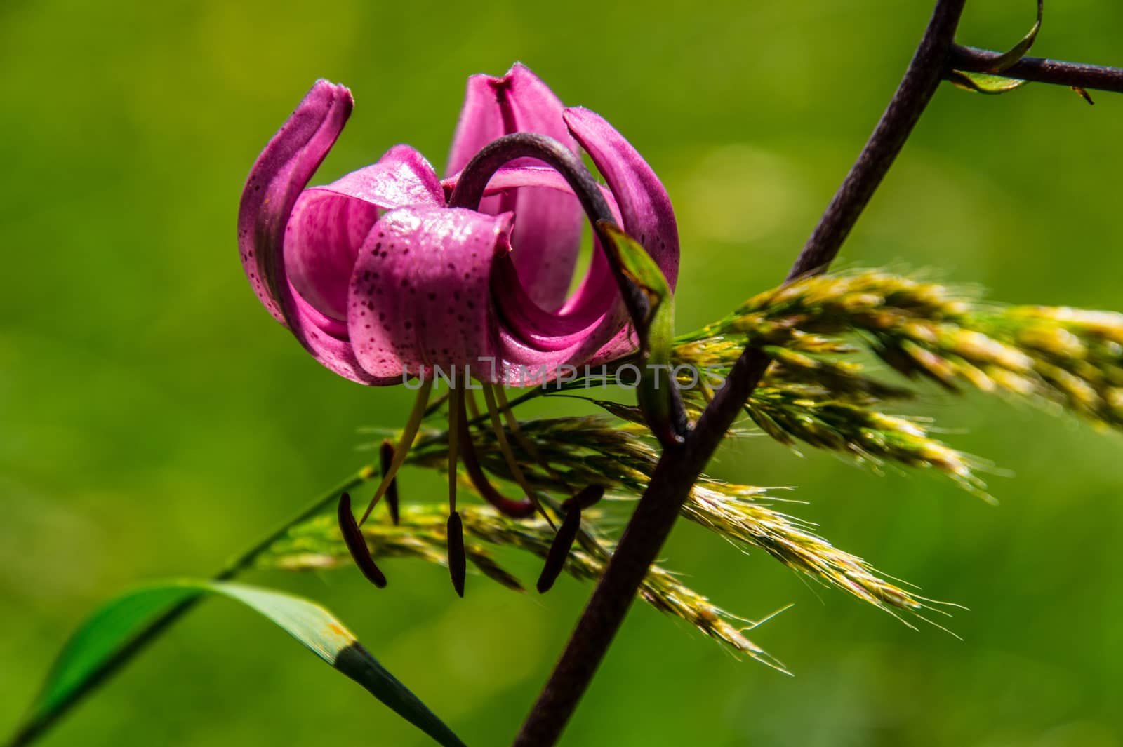 flowers of margueride