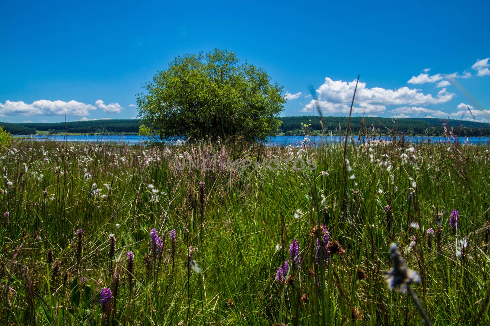 lake of charpal in margueride in lozere