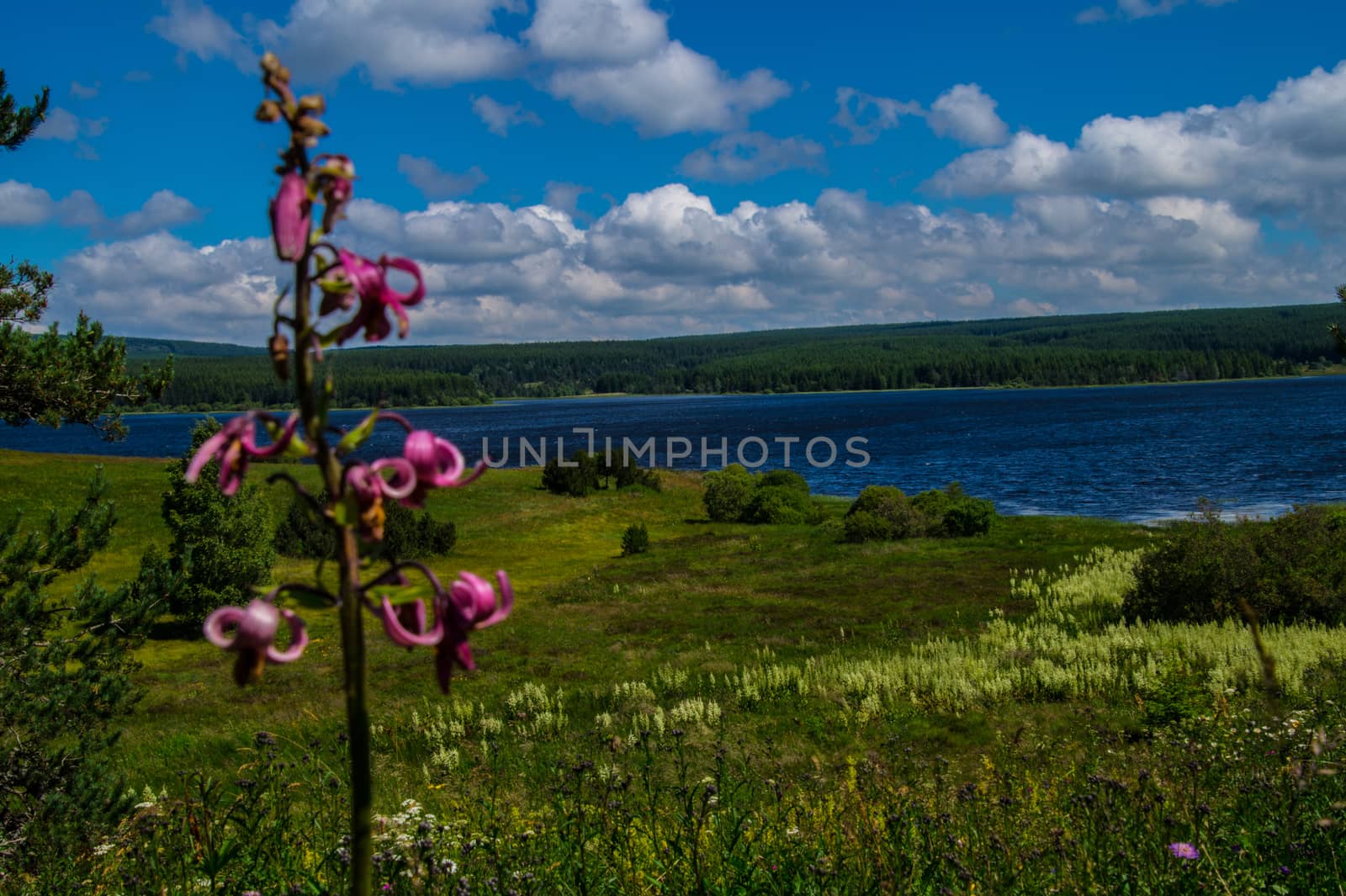 lake of charpal in margueride in lozere