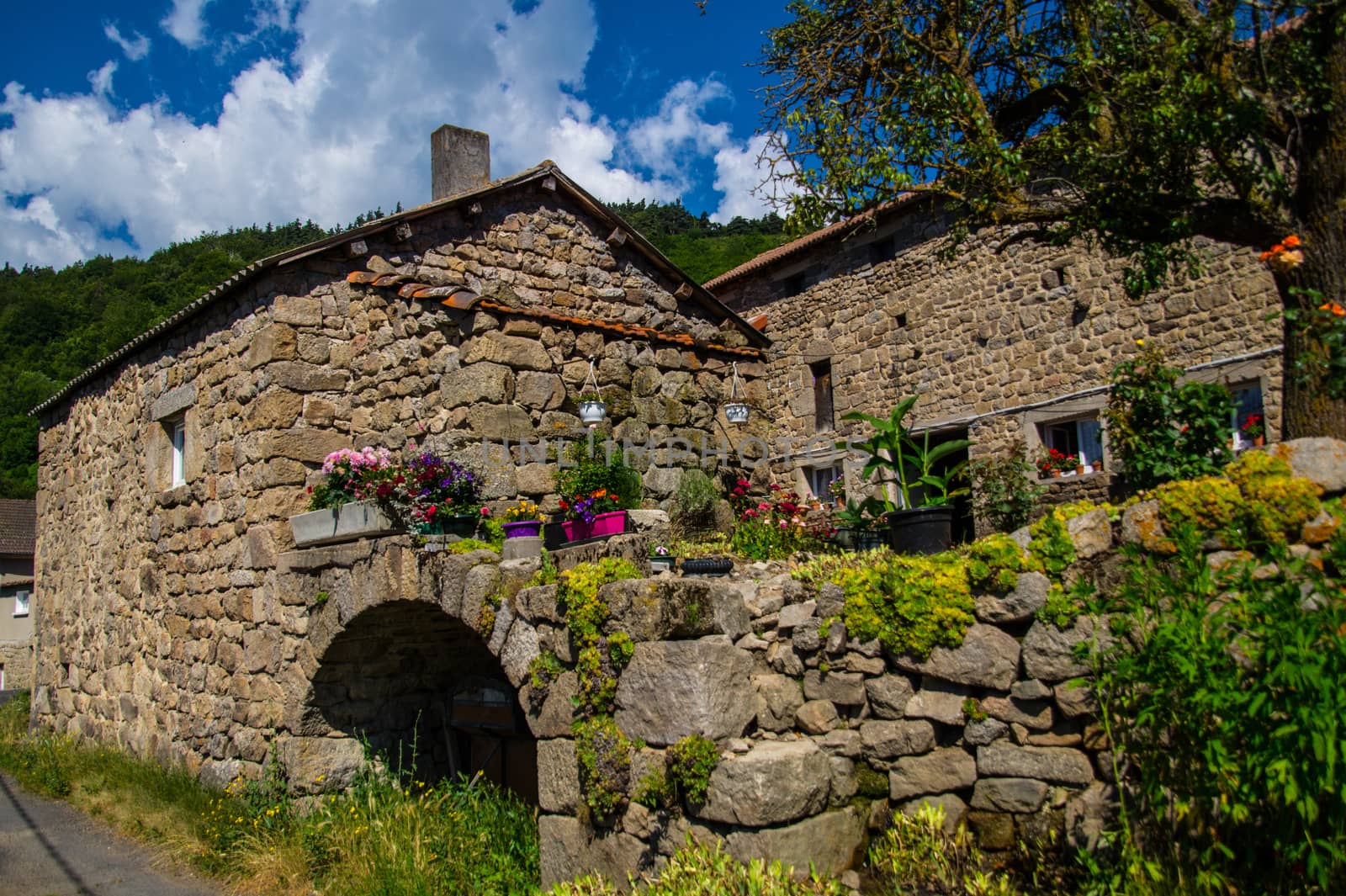 massif of the daisy in lozere