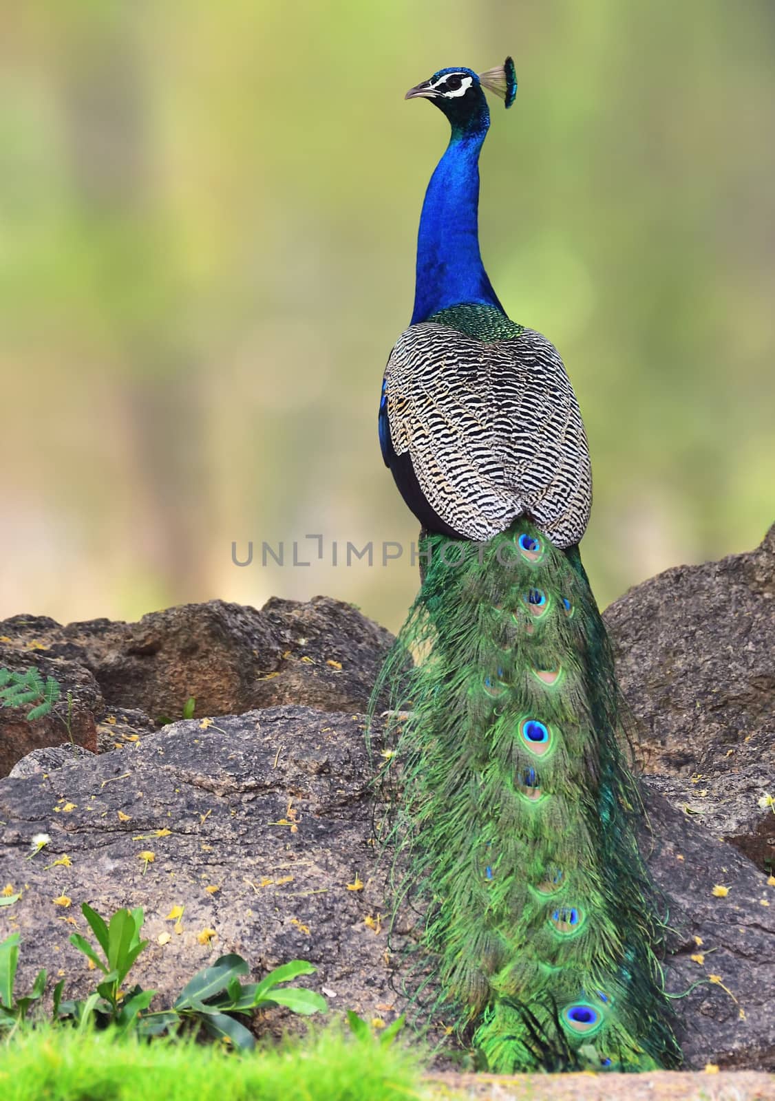 The Indian peafowl, also known as the common peafowl, and blue peafowl, is a peafowl species native to the Indian subcontinent. It has been introduced to many other countries.