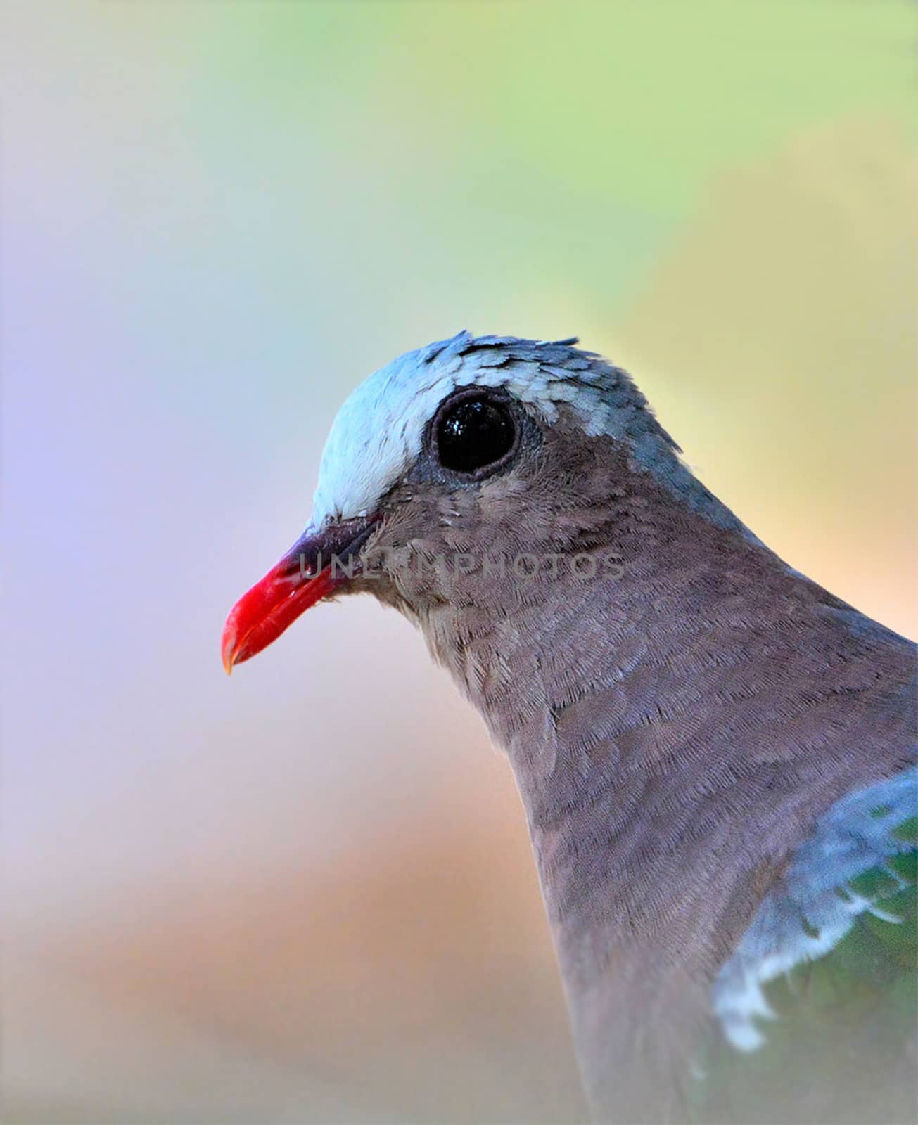 The common or Asian emerald dove and grey-capped emerald dove, is a widespread resident breeding pigeon native to the tropical and subtropical parts of the Indian Subcontinent and Southeast Asia.