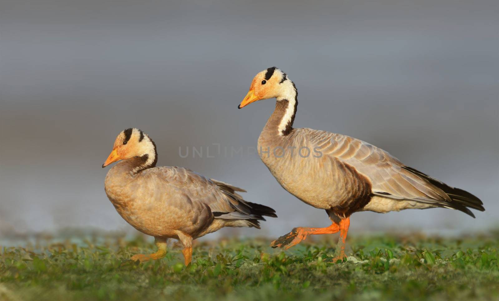 The bar-headed goose is a goose that breeds in Central Asia in colonies of thousands near mountain lakes and winters in South Asia, as far south as peninsular India.