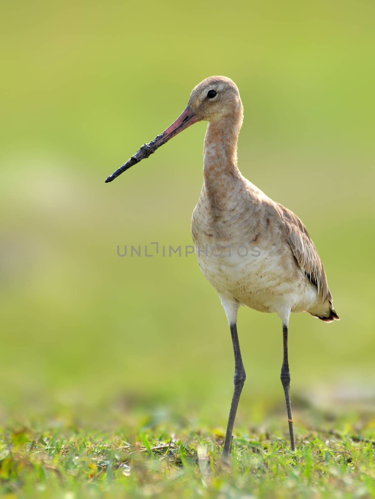 With its long beak, white-barred wings and namesake tail, the Black-Tailed Godwit is a distinctive and elegant bird.