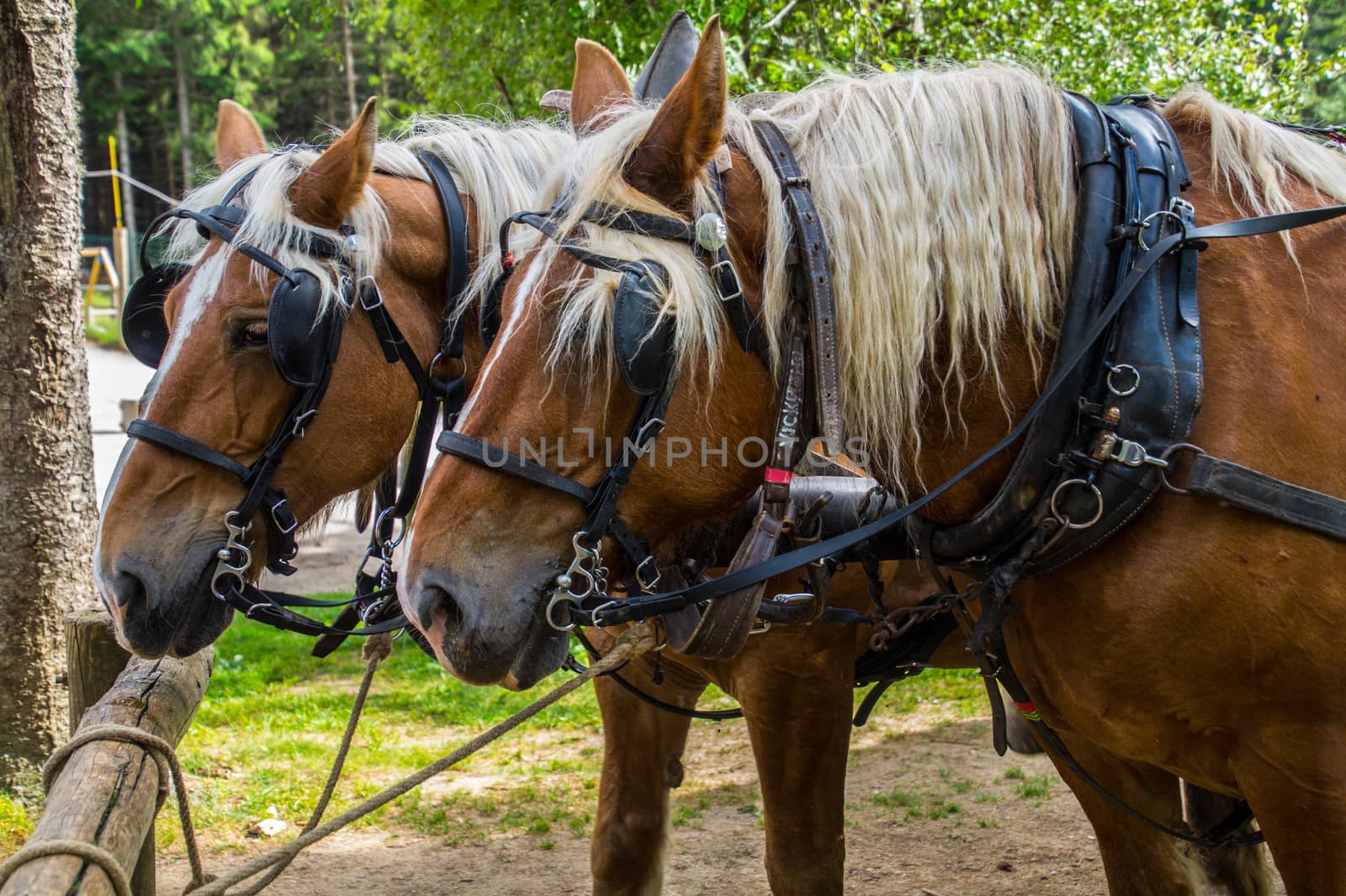 massif of the margueride in lozere