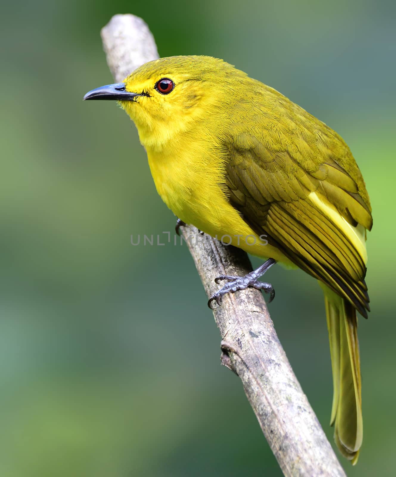 The yellow-browed bulbul, or golden-browed bulbul, is a species of songbird in the bulbul family, Pycnonotidae. It is found in the forests of southern India and Sri Lanka.