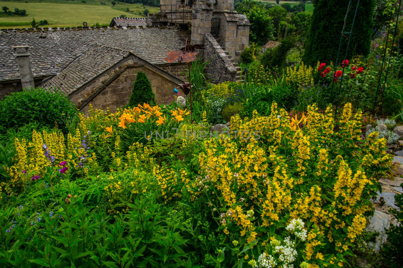 flower garden daisy in lozere