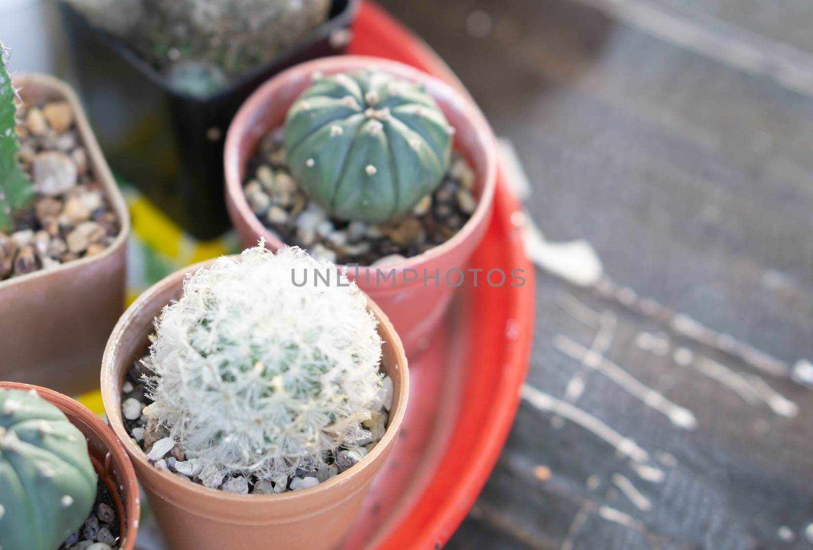 Closeup cactus plant in pot for docoration, selective focus