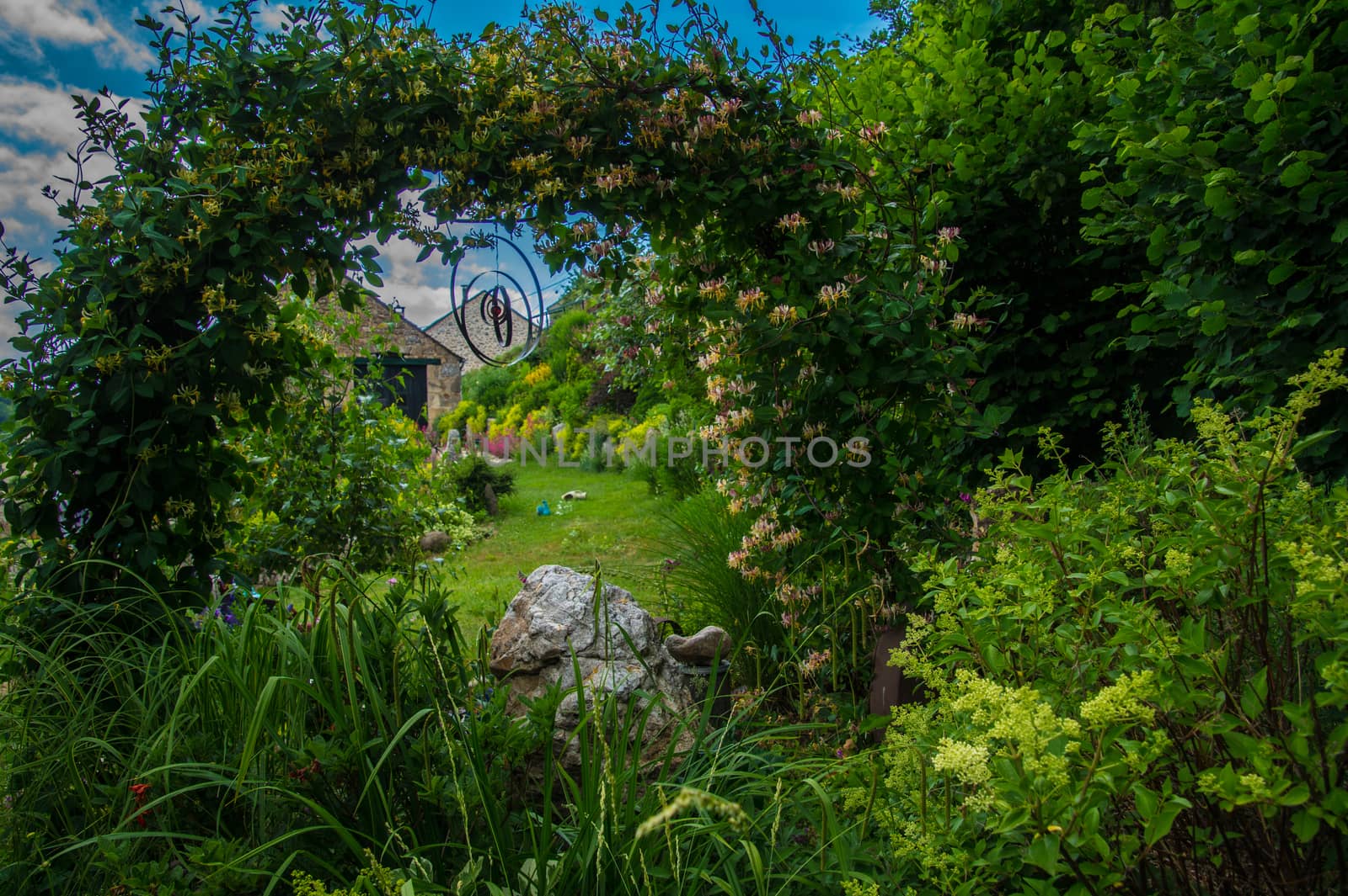 flower garden daisy in lozere
