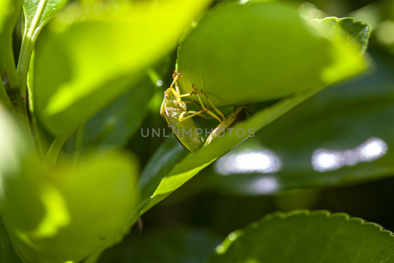 Bedbug on leves in spring, Image taken with macro lens