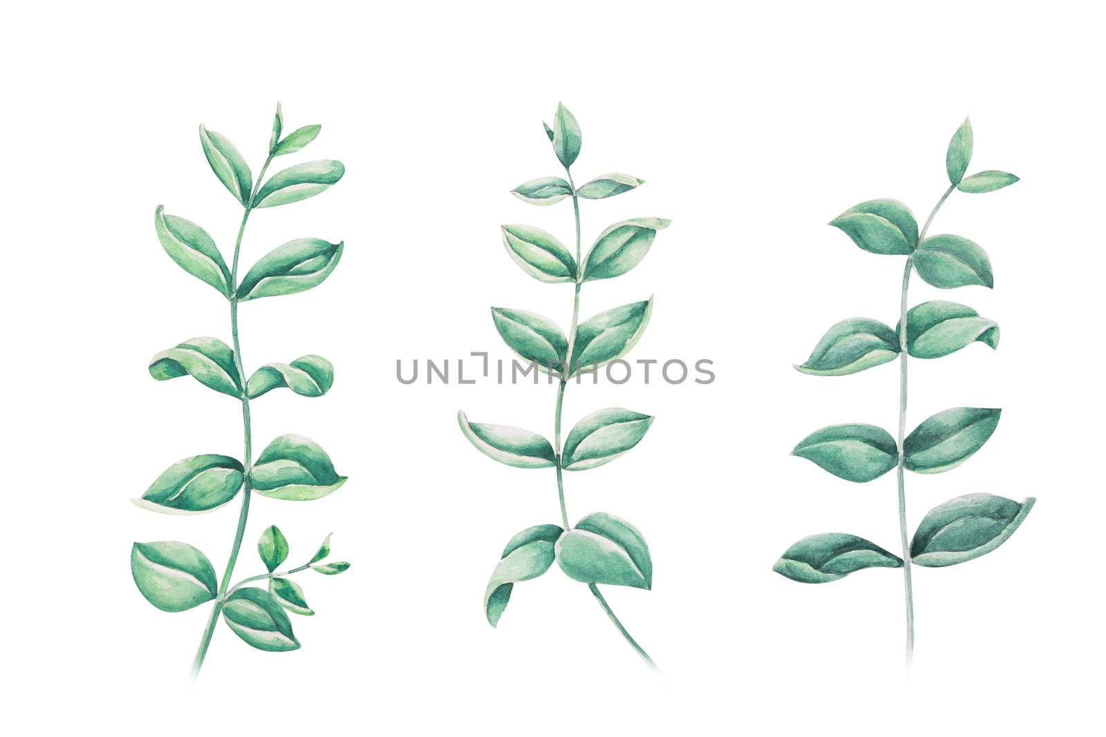 Set of eucalyptus leaves branch water color  illustration isolated on white background