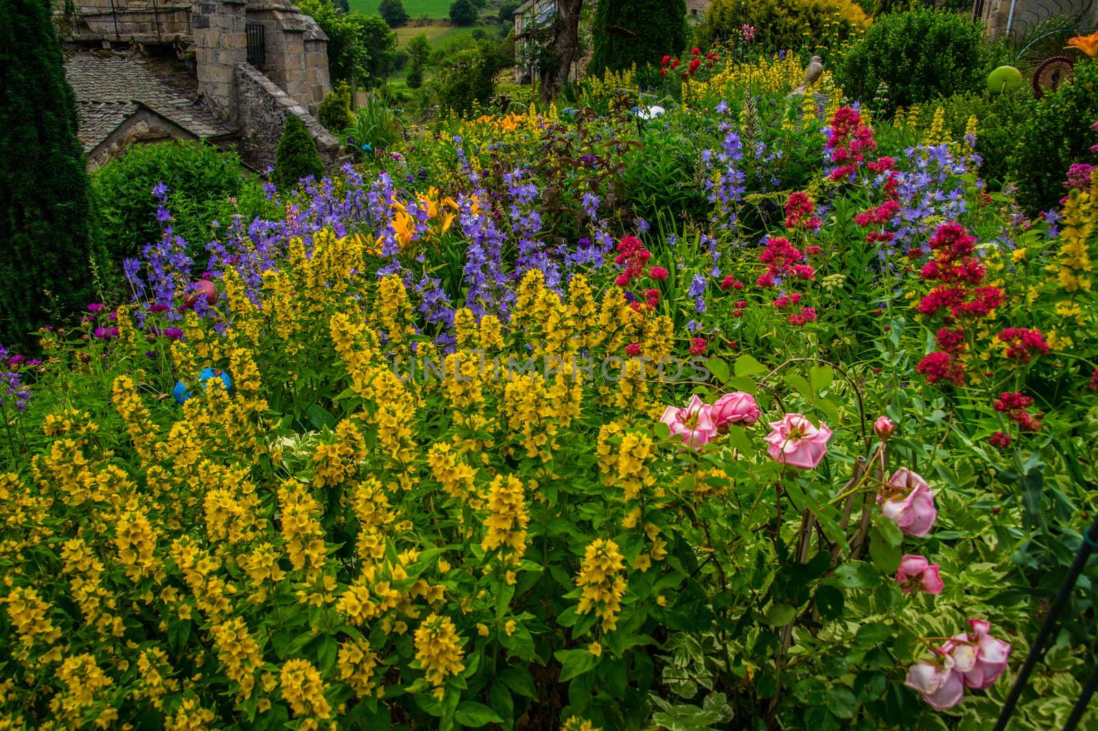 flower garden daisy in lozere