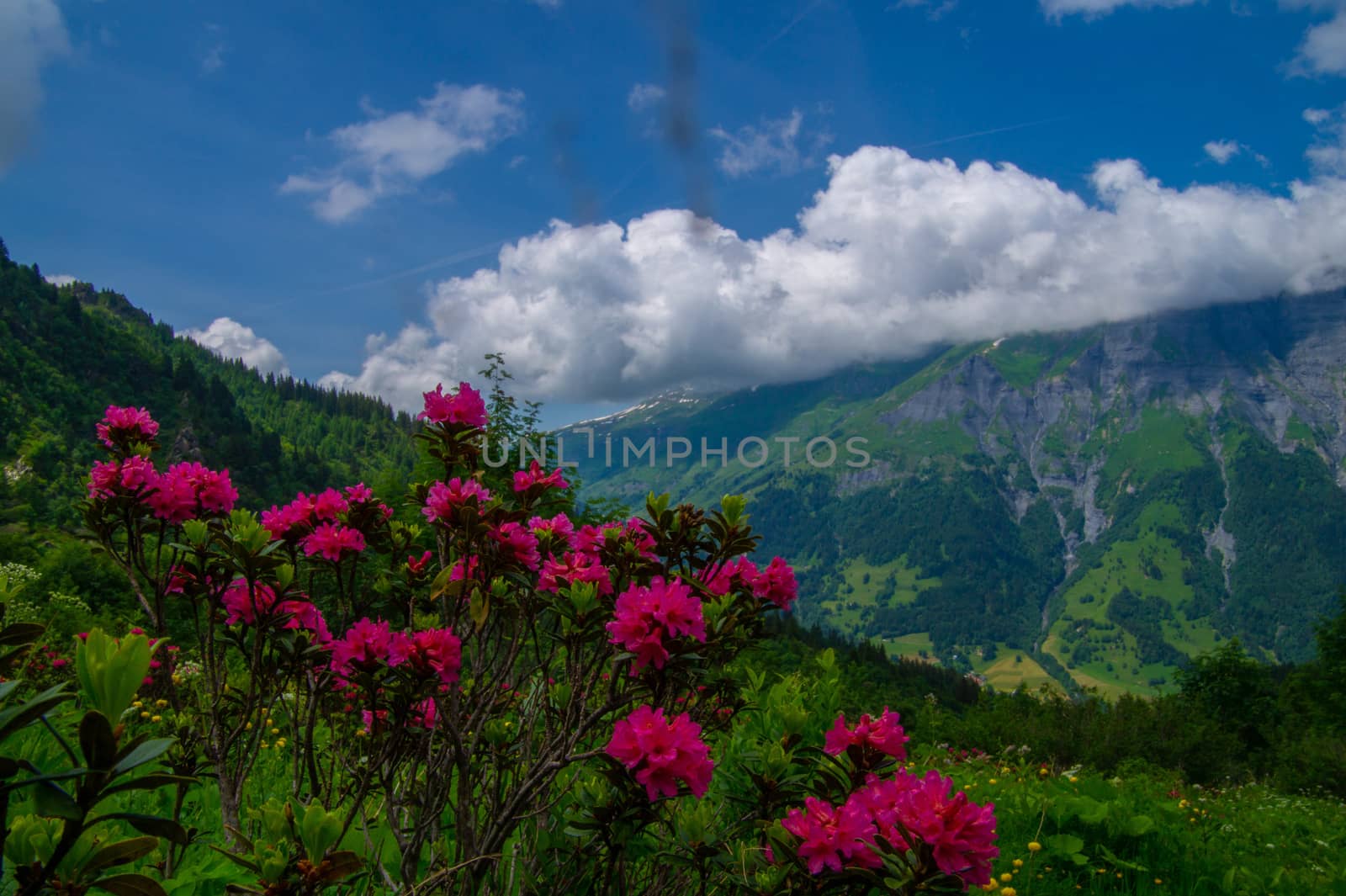 landscape of the Alps in France Haute Savoie