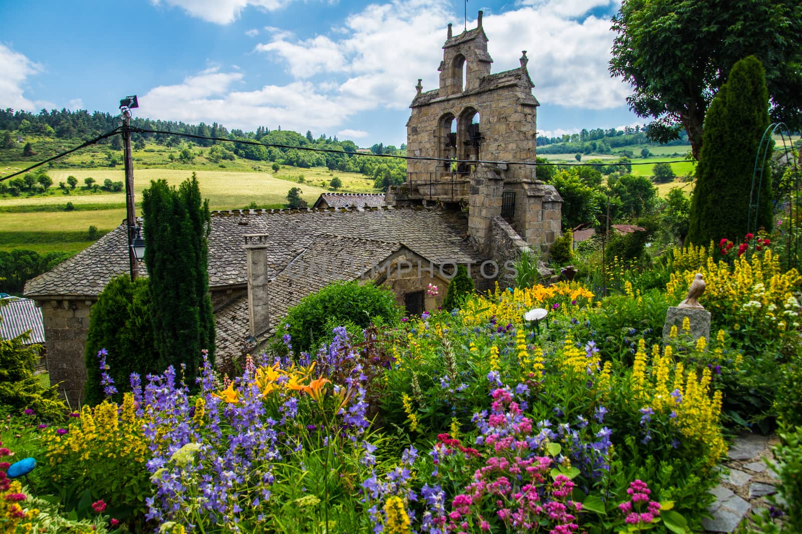 flower garden daisy in lozere