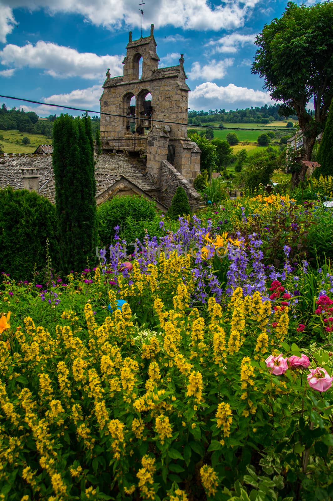 flower garden daisy in lozere