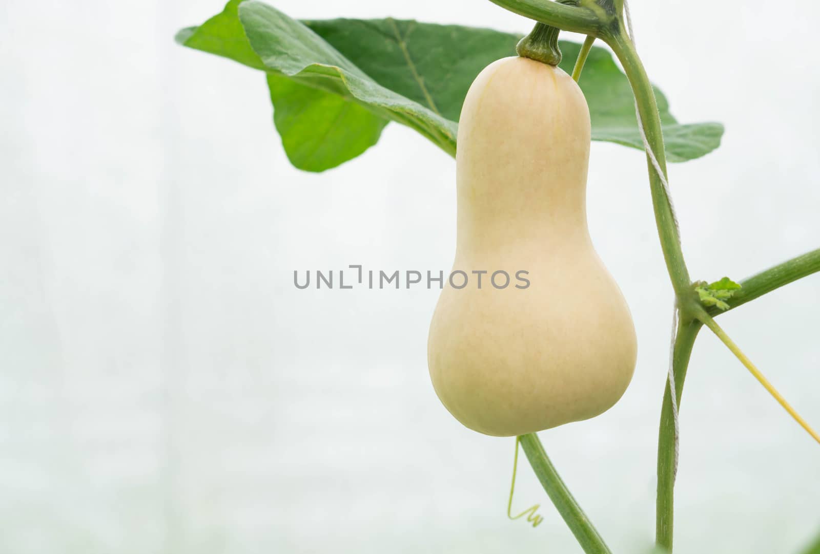 Closeup butternut squash on tree branch in the farm, selective focus