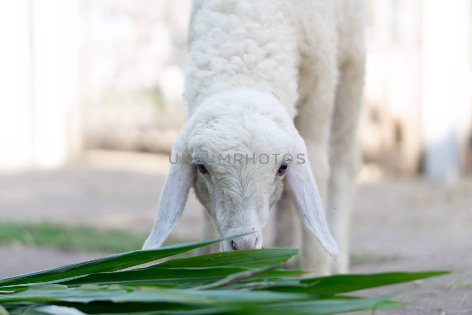 Closeup white lamb eating grass in farm, selective focus