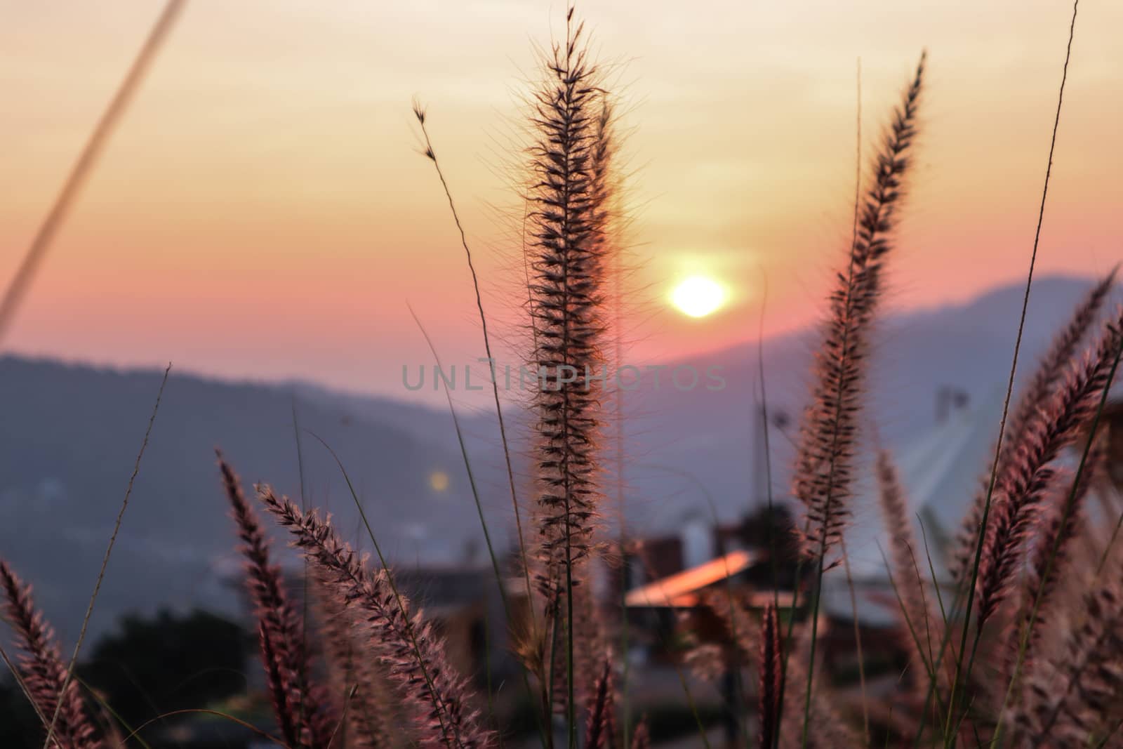 art abstract spring sunset view background or summer background with wild grass spicas