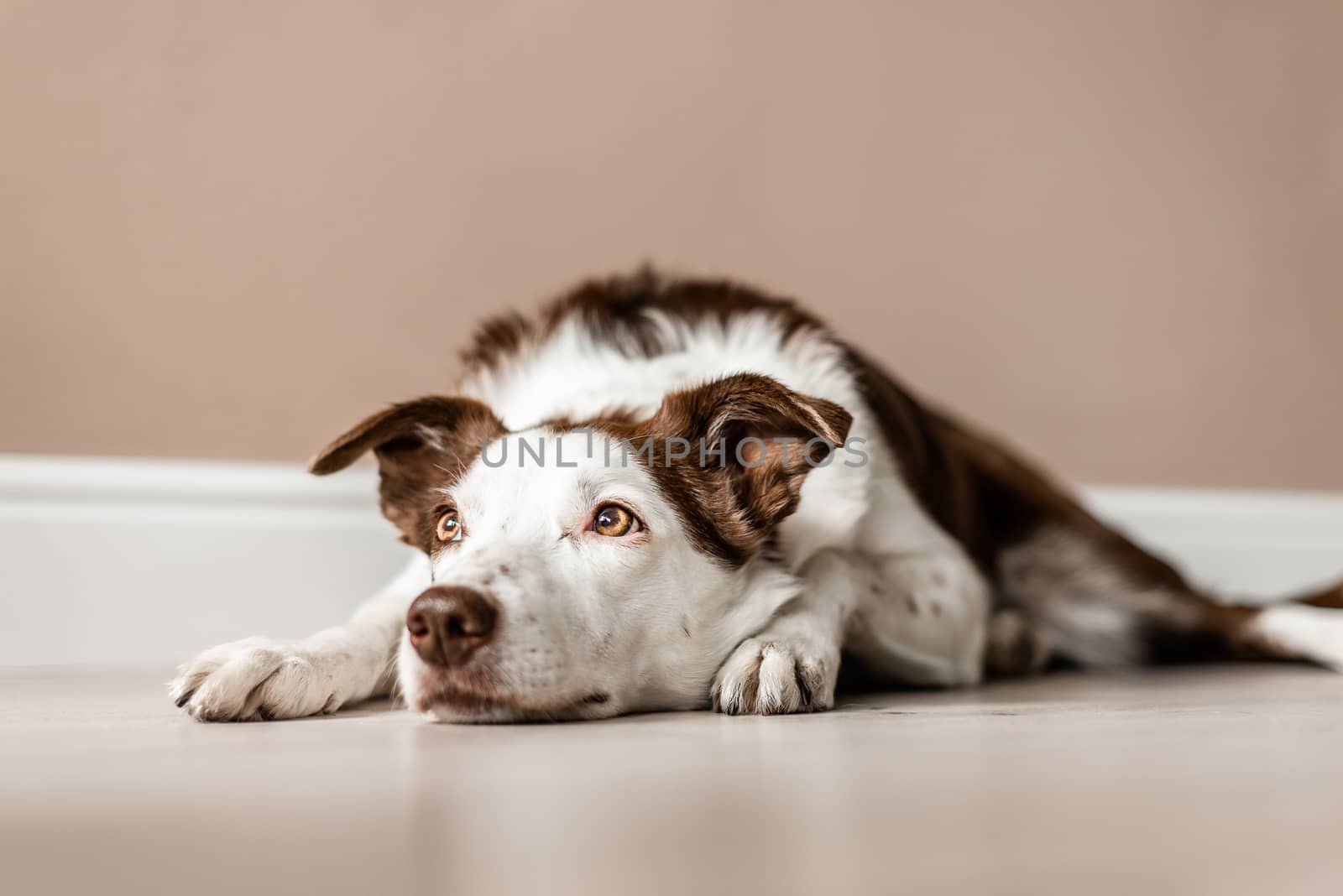 Cute brown and white Border Collie lays on the floor inside a house, looking up and away from the camera. Lazy day, calm dog