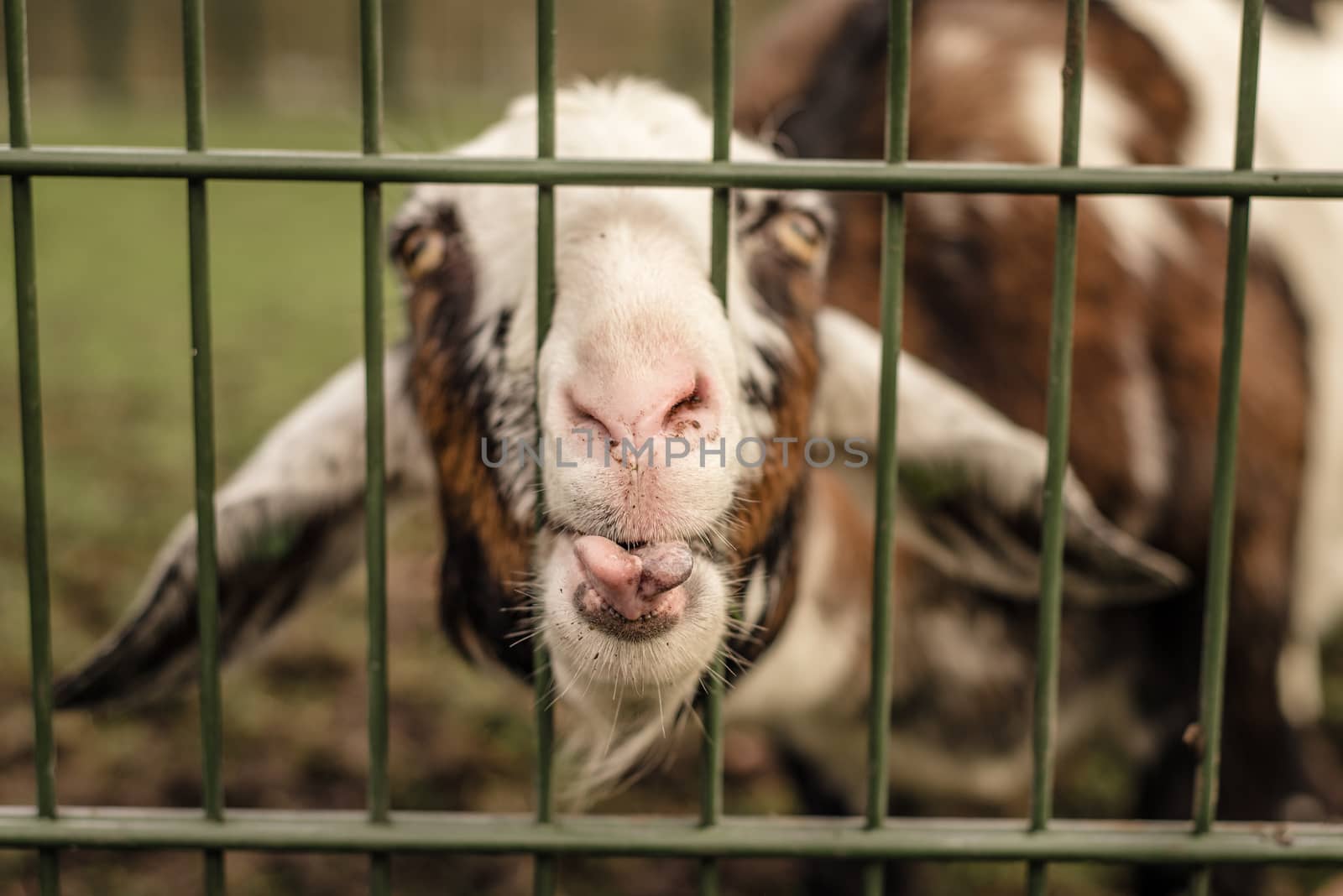A goat sticks its nose through a fence, making a funny face