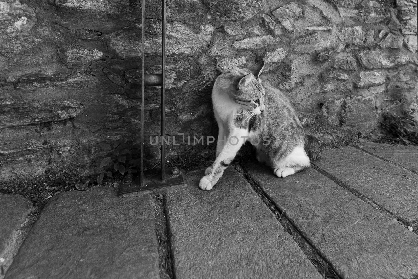 A cat looks around curiously in a street of a village, horizontal image in black and white