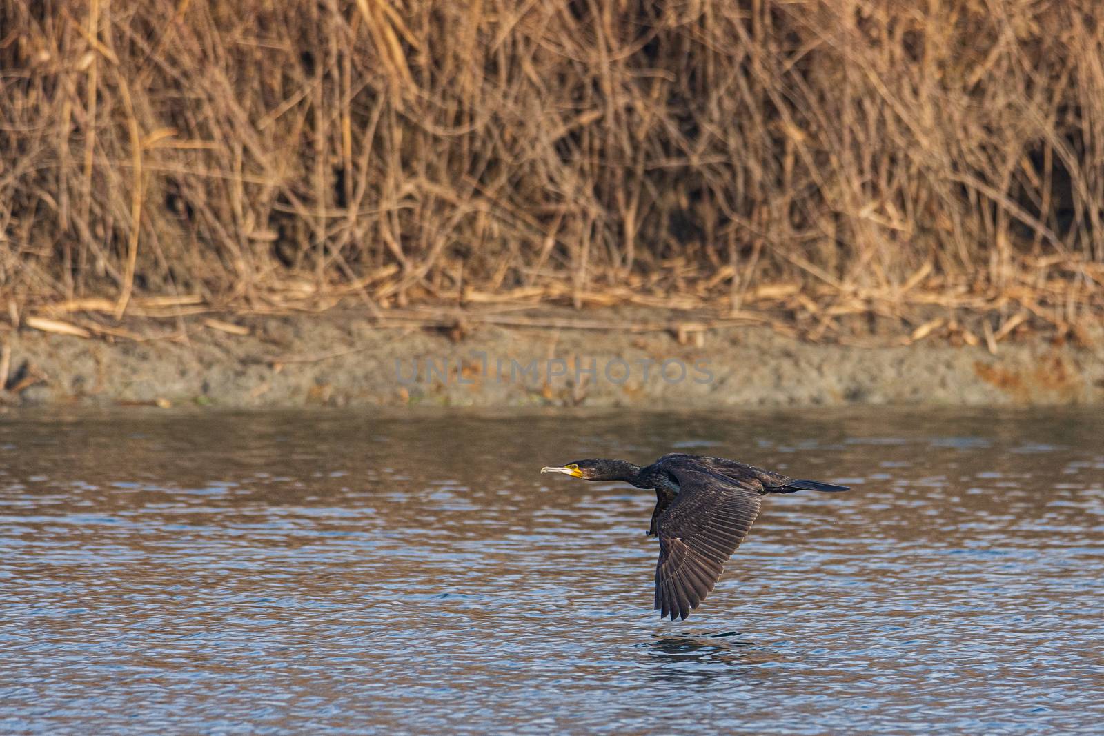 The great cormorant flies at water level over a river in the early morning, a dark-colored water bird also called great black cormorant