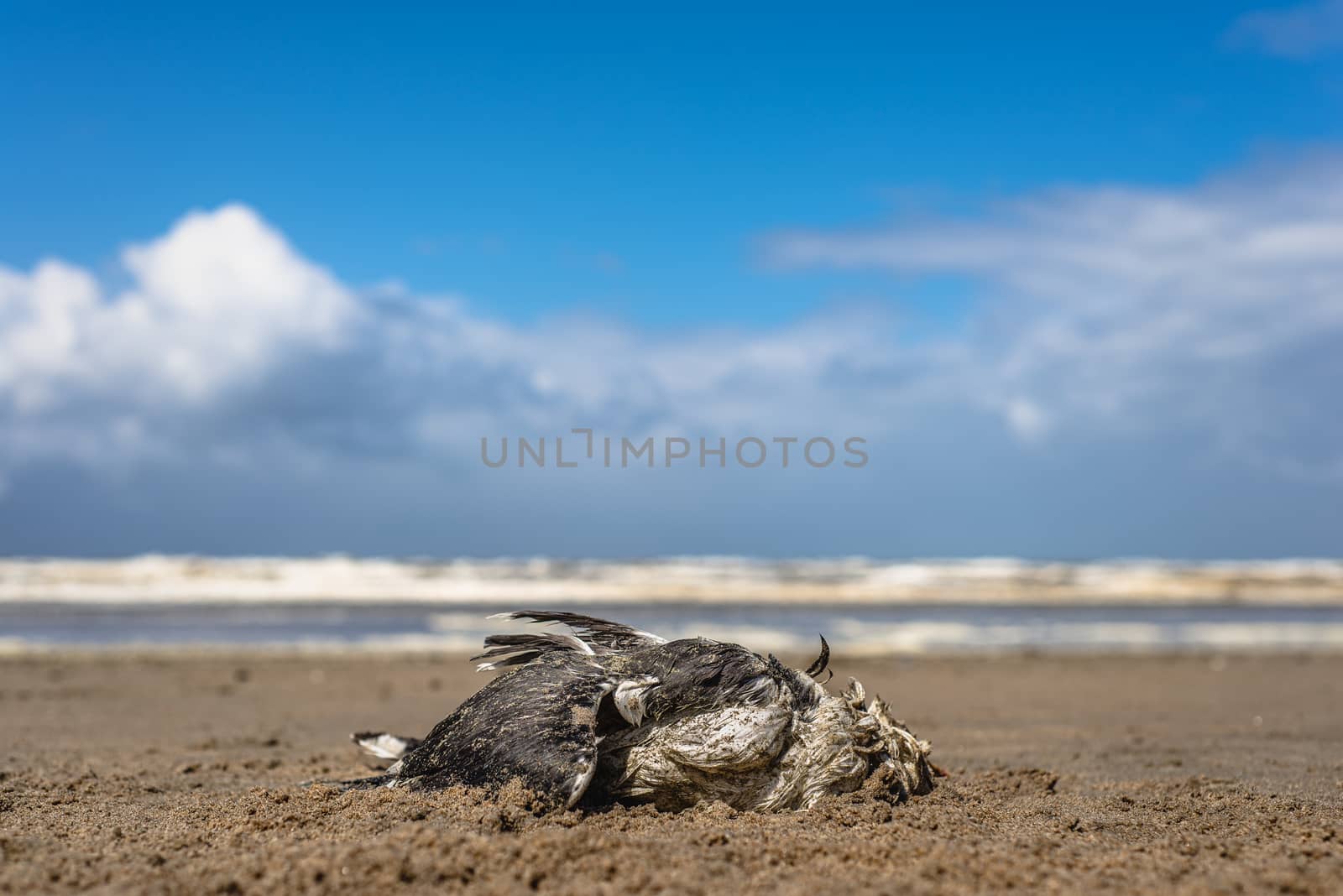 A dead seagull laying on a sandy beach by Pendleton