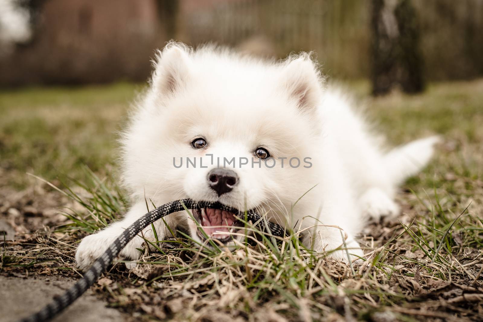 Cute, young, playful Samoyed puppy lays in the grass and holds its leash in its mouth, looking at the camera with a happy expression and a smile
